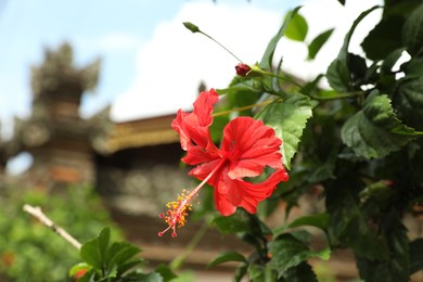 Photo of Beautiful red hibiscus flower growing outdoors, closeup. Space for text