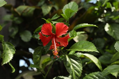 Photo of Beautiful red hibiscus flower growing outdoors, closeup