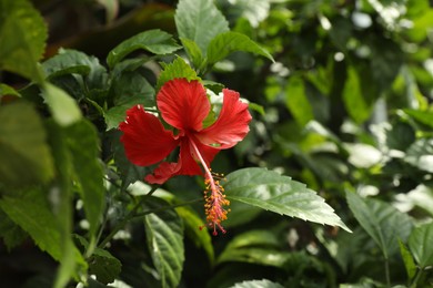 Photo of Beautiful red hibiscus flower growing outdoors, closeup