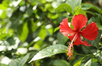Photo of Beautiful red hibiscus flower growing outdoors, closeup. Space for text
