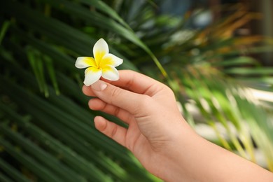 Photo of Woman with beautiful plumeria flower outdoors, closeup