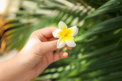 Photo of Woman with beautiful plumeria flower outdoors, closeup