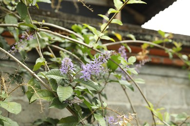 Photo of Beautiful plant with purple flowers growing outdoors