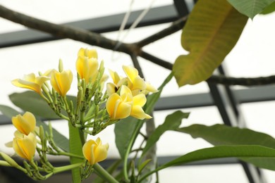 Photo of Beautiful yellow plumeria flowers outdoors, low angle view