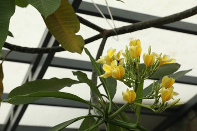 Photo of Beautiful yellow plumeria flowers outdoors, low angle view