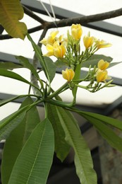 Photo of Beautiful yellow plumeria flowers outdoors, low angle view