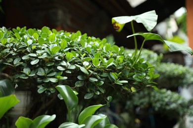 Photo of Beautiful plant with green leaves outdoors, closeup