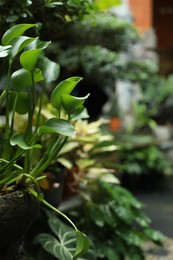 Photo of Beautiful plant with green leaves outdoors, closeup