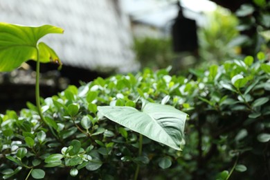 Photo of Beautiful plant with green leaves outdoors, closeup