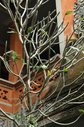 Photo of Beautiful tree with green leaves near building outdoors, low angle view