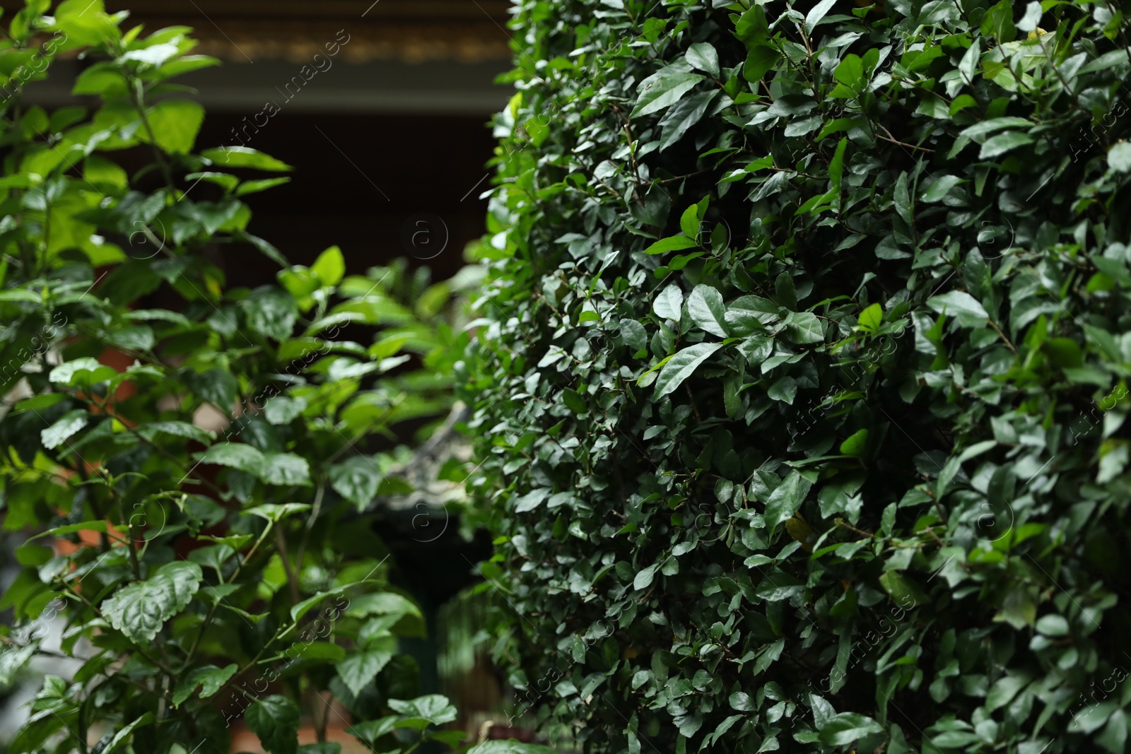 Beautiful plants with green leaves outdoors, closeup Photo of Beautiful plants with green leaves outdoors, closeup