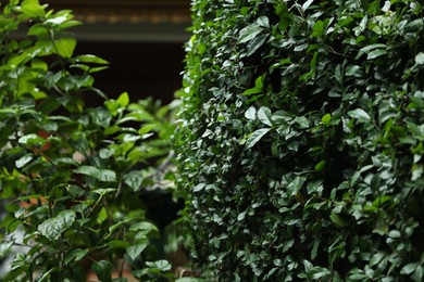 Photo of Beautiful plants with green leaves outdoors, closeup