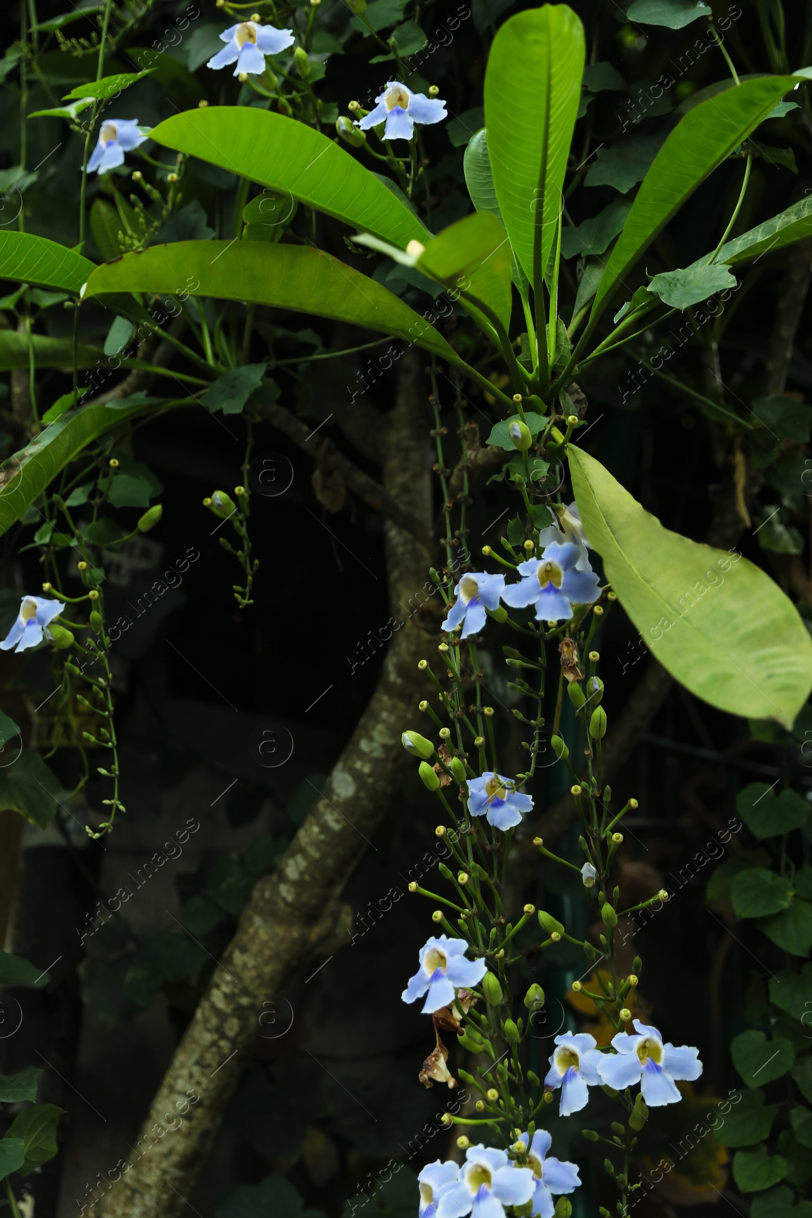 Beautiful plant with violet flowers and green leaves outdoors Photo of Beautiful plant with violet flowers and green leaves outdoors