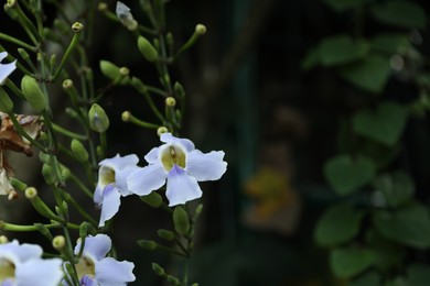 Photo of Beautiful plant with violet flowers outdoors, closeup. Space for text