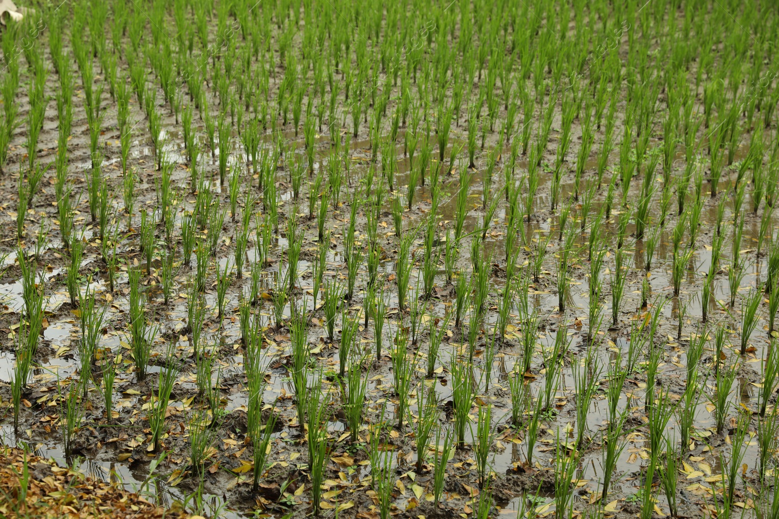 Rice plants ripening in paddy field, closeup Photo of Rice plants ripening in paddy field, closeup