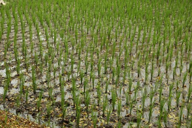 Photo of Rice plants ripening in paddy field, closeup