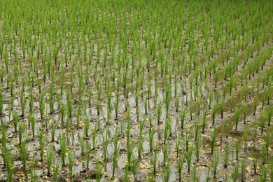 Photo of Rice plants ripening in paddy field, closeup