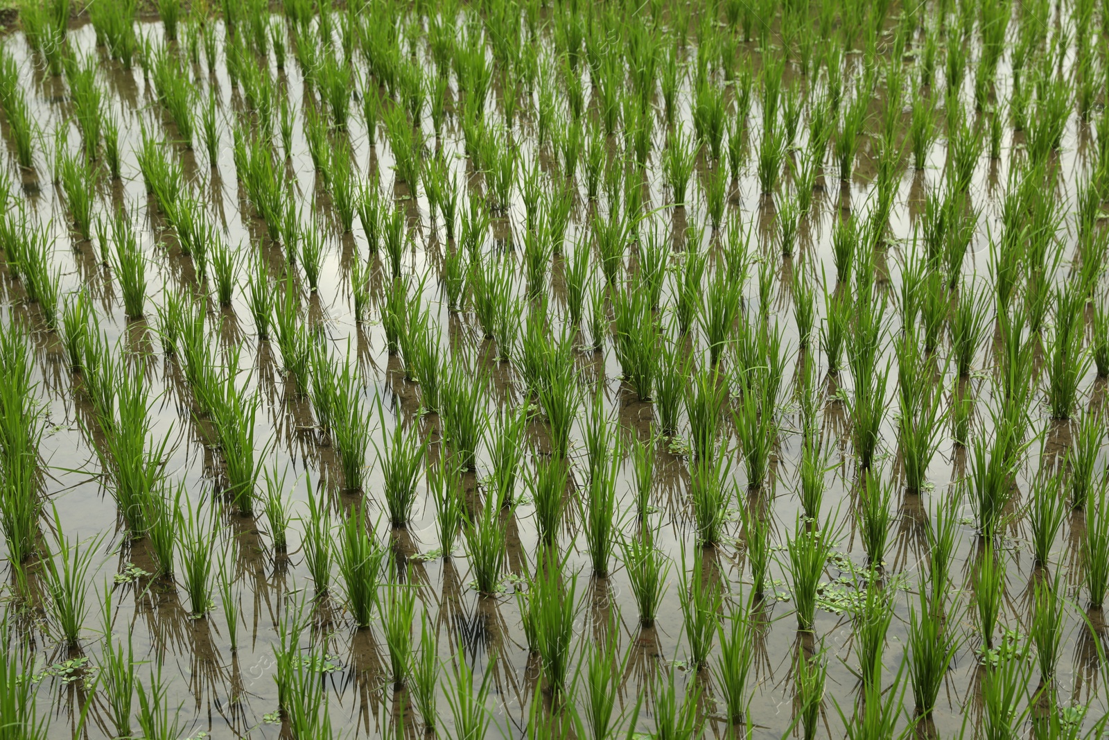 Rice plants ripening in paddy field, closeup Photo of Rice plants ripening in paddy field, closeup