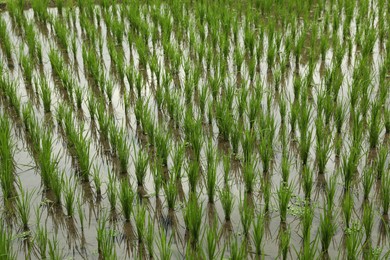 Photo of Rice plants ripening in paddy field, closeup