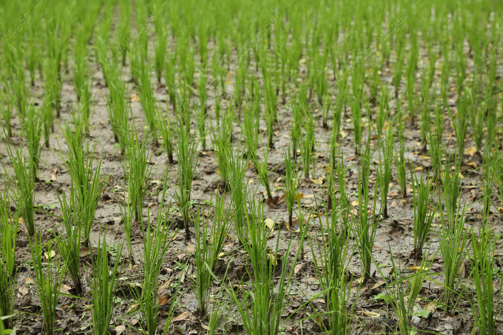 Rice plants ripening in paddy field, closeup Photo of Rice plants ripening in paddy field, closeup