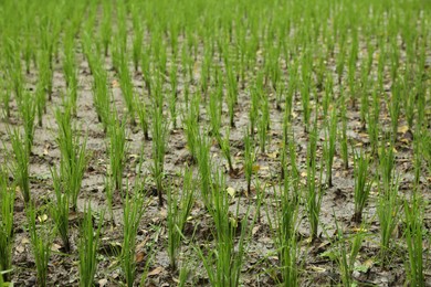 Photo of Rice plants ripening in paddy field, closeup