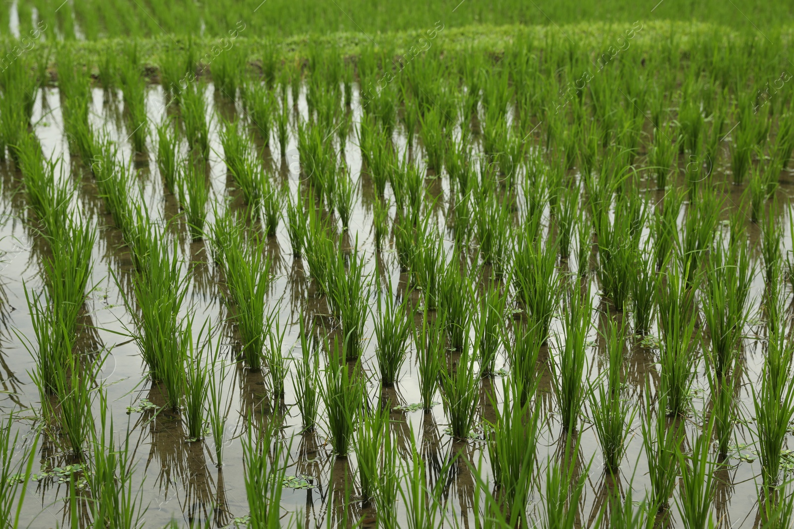 Rice plants ripening in paddy field, closeup Photo of Rice plants ripening in paddy field, closeup
