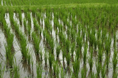 Photo of Rice plants ripening in paddy field, closeup