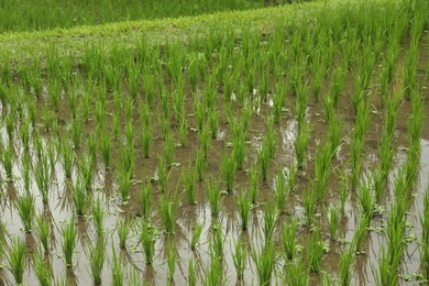 Photo of Rice plants ripening in paddy field, closeup