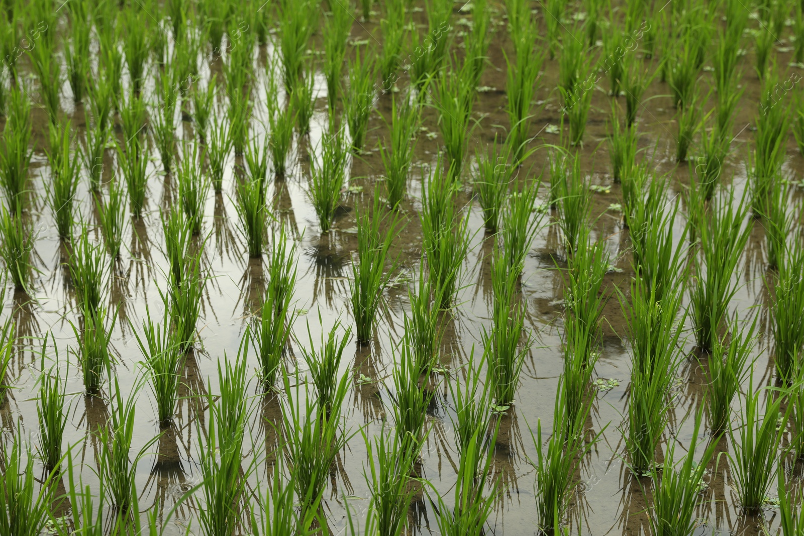 Rice plants ripening in paddy field, closeup Photo of Rice plants ripening in paddy field, closeup