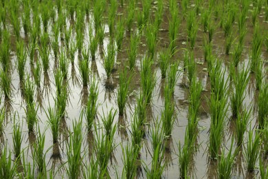 Photo of Rice plants ripening in paddy field, closeup
