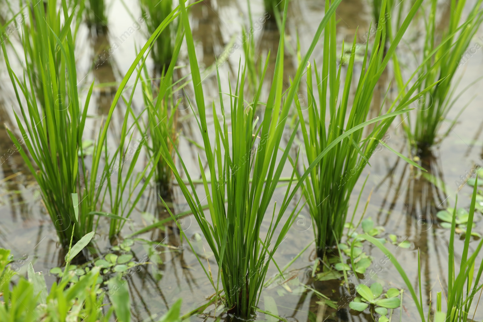 Rice plants ripening in paddy field, closeup Photo of Rice plants ripening in paddy field, closeup