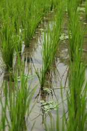 Photo of Rice plants ripening in paddy field, closeup
