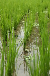 Photo of Rice plants ripening in paddy field, closeup