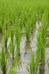 Photo of Rice plants ripening in paddy field, closeup