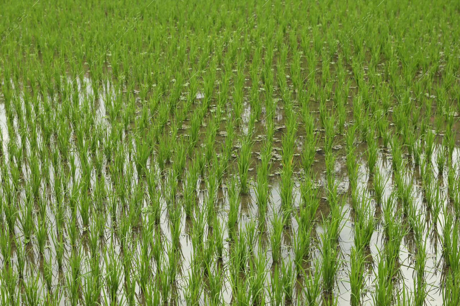 Rice plants ripening in paddy field, closeup Photo of Rice plants ripening in paddy field, closeup
