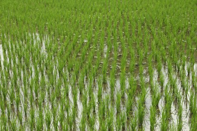 Photo of Rice plants ripening in paddy field, closeup