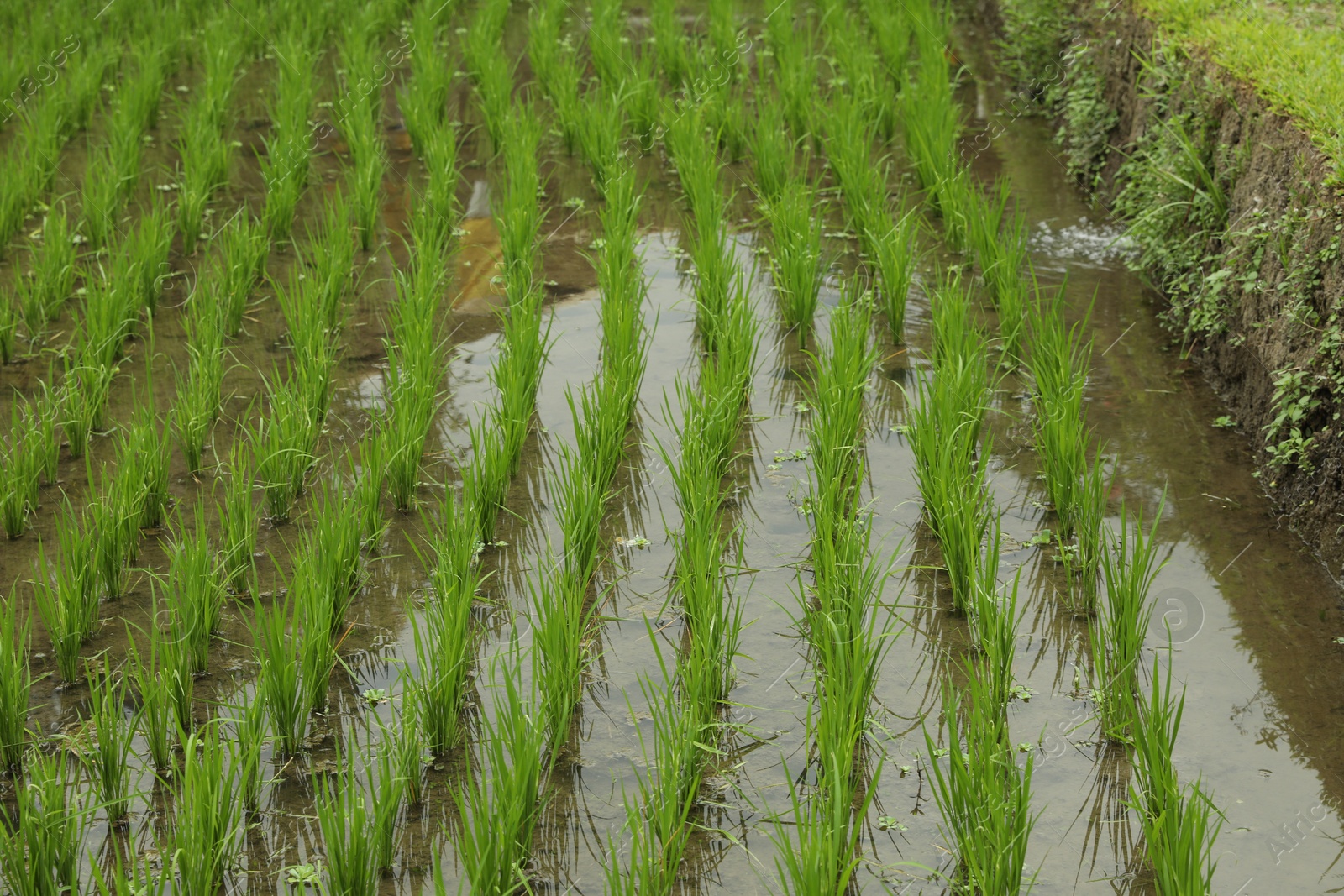 Rice plants ripening in paddy field, closeup Photo of Rice plants ripening in paddy field, closeup