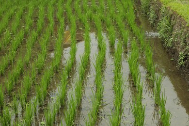 Photo of Rice plants ripening in paddy field, closeup