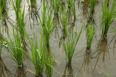 Photo of Rice plants ripening in paddy field, closeup