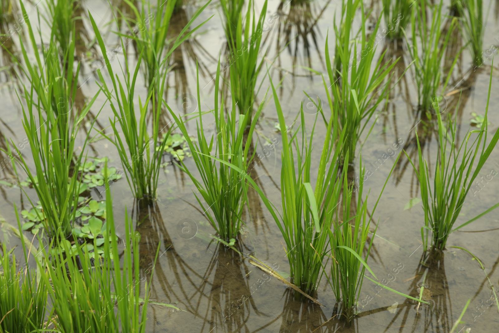 Rice plants ripening in paddy field, closeup Photo of Rice plants ripening in paddy field, closeup