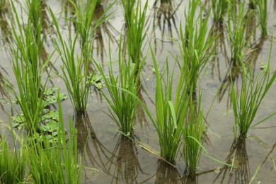 Photo of Rice plants ripening in paddy field, closeup