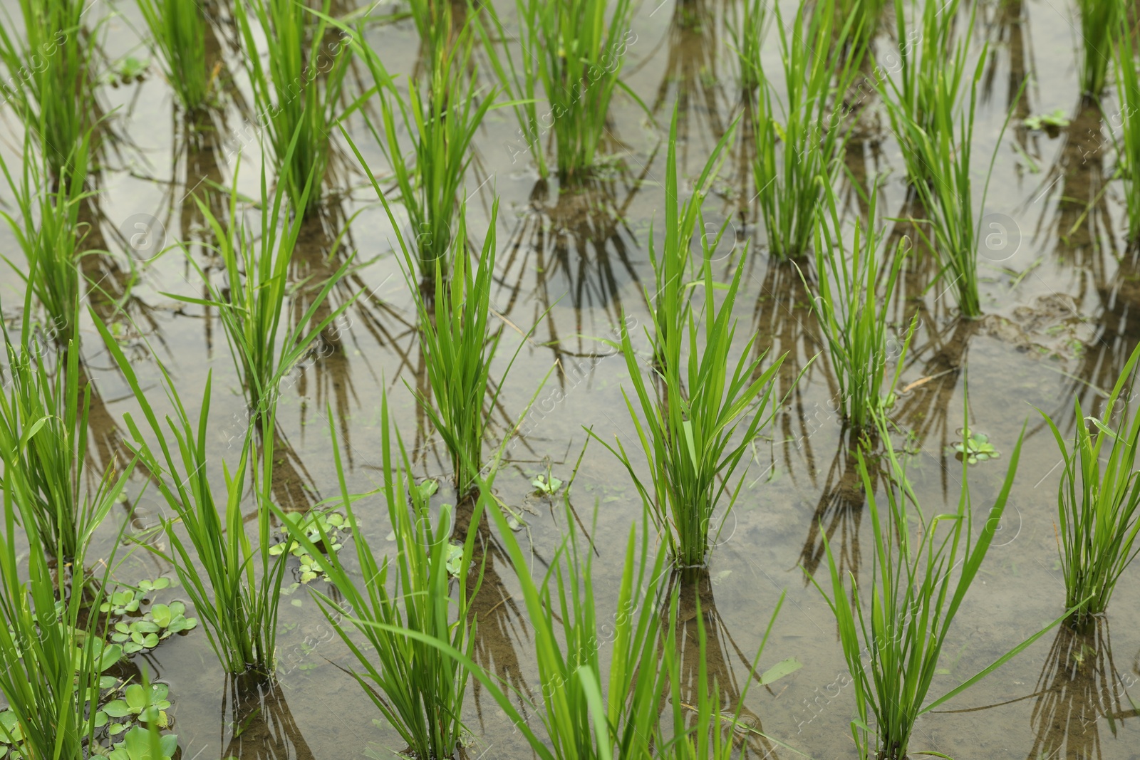 Rice plants ripening in paddy field, closeup Photo of Rice plants ripening in paddy field, closeup