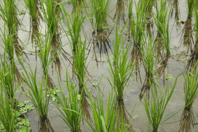 Photo of Rice plants ripening in paddy field, closeup