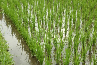 Photo of Rice plants ripening in paddy field, closeup