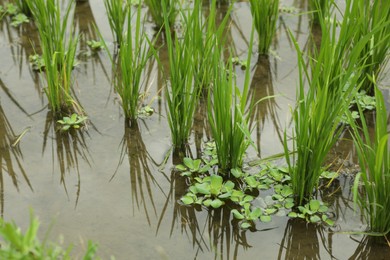 Photo of Rice plants ripening in paddy field, closeup