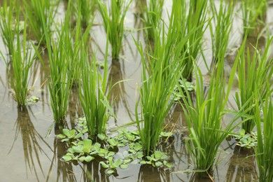Photo of Rice plants ripening in paddy field, closeup