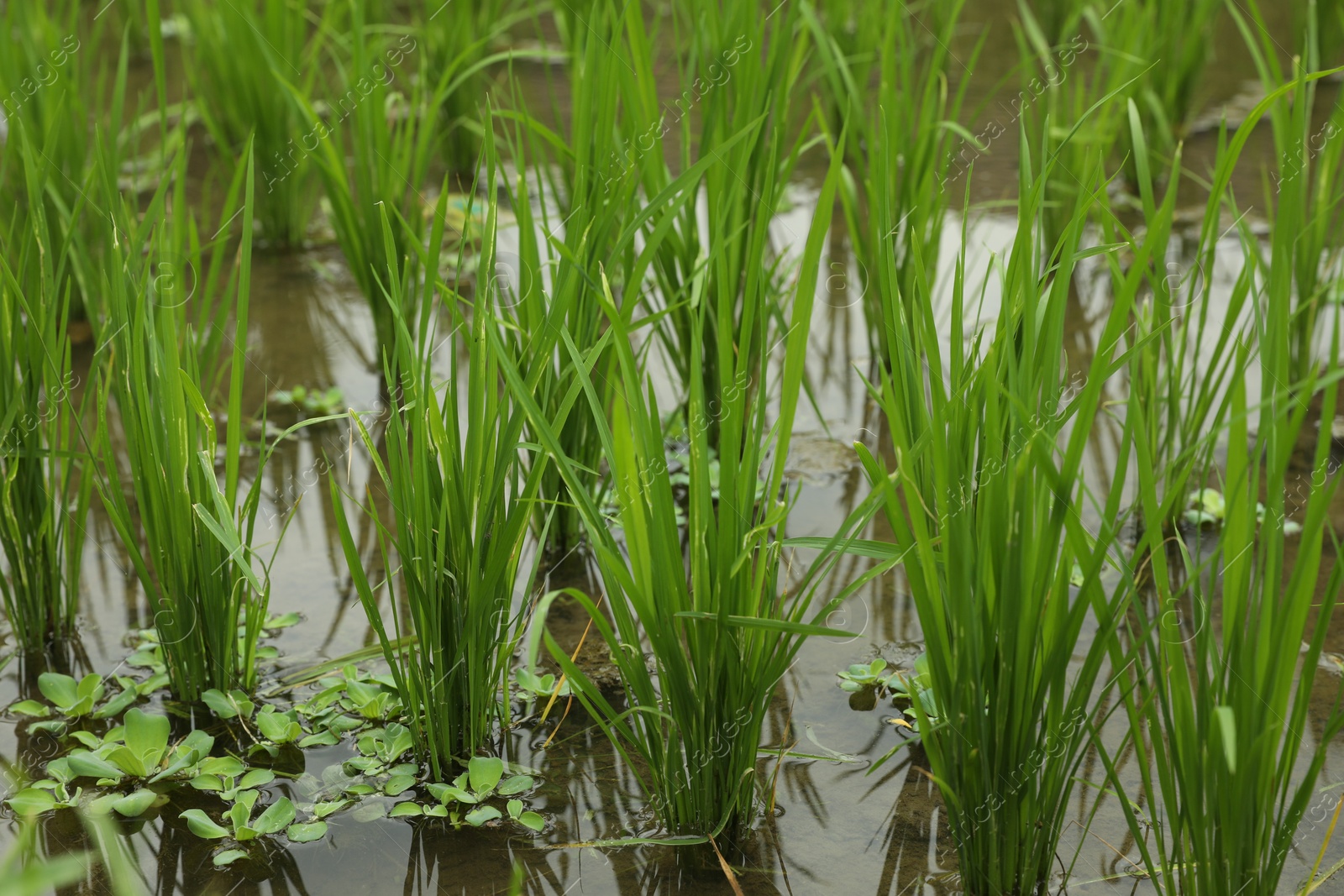 Rice plants ripening in paddy field, closeup Photo of Rice plants ripening in paddy field, closeup