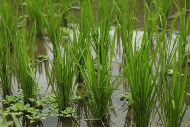 Photo of Rice plants ripening in paddy field, closeup
