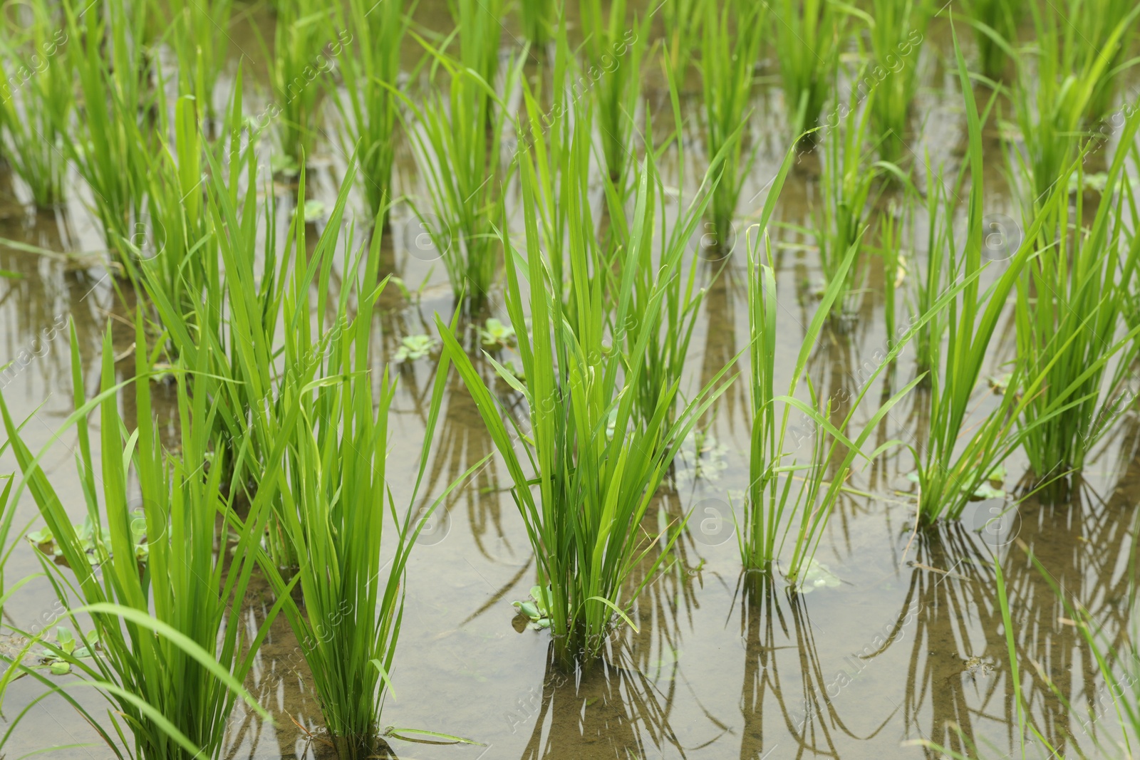 Rice plants ripening in paddy field, closeup Photo of Rice plants ripening in paddy field, closeup