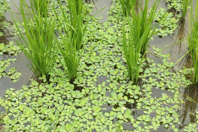 Photo of Rice plants ripening in paddy field, closeup